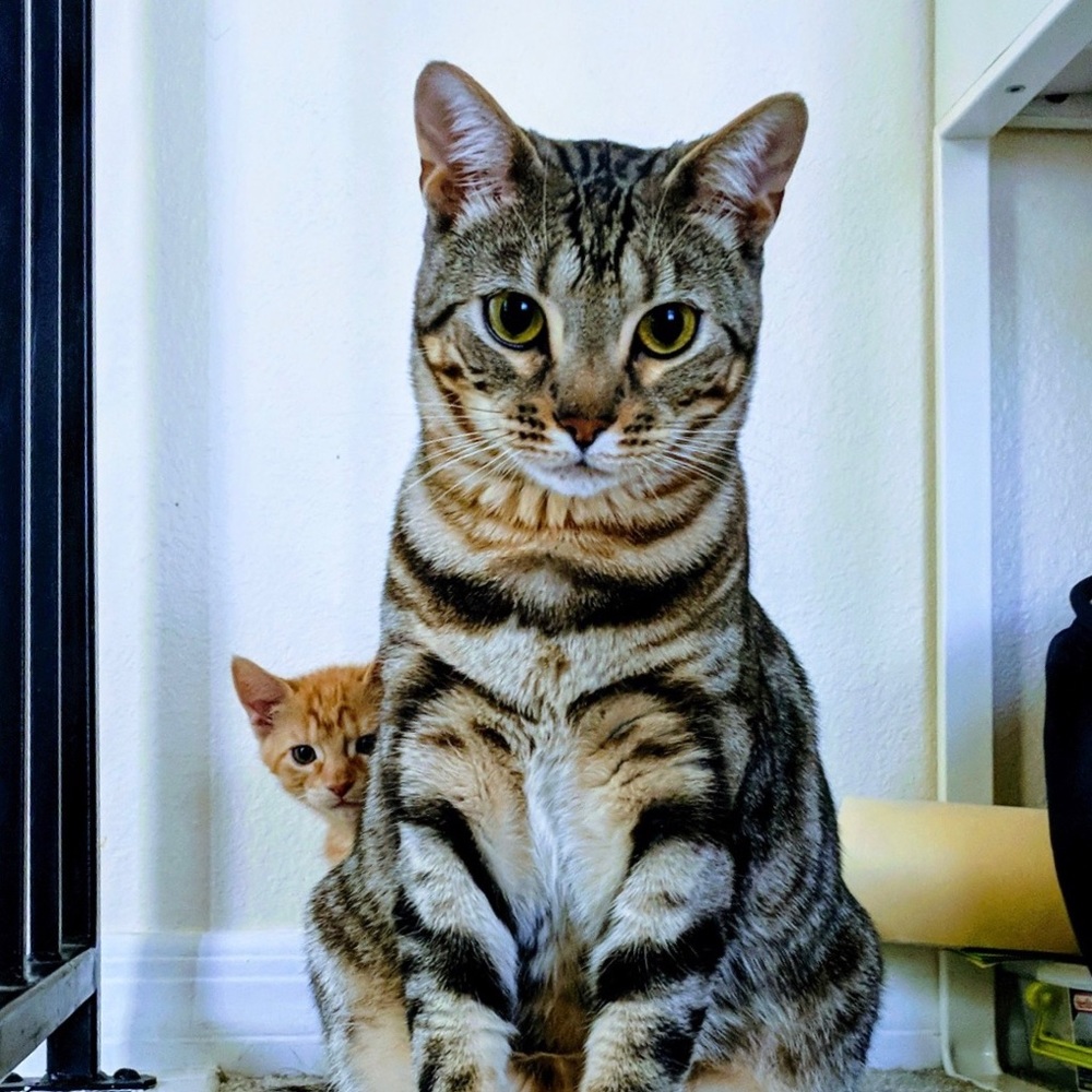 Meet your Posher, Blair